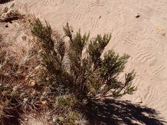 Ephedra multiflora