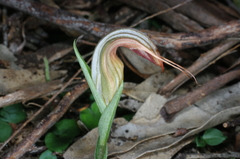 Pterostylis truncata