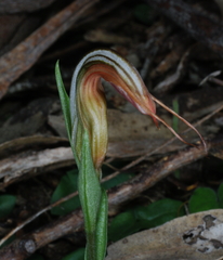 Pterostylis truncata
