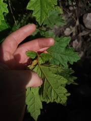 Thomasia quercifolia