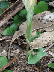 Pterostylis truncata
