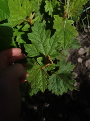 Thomasia quercifolia