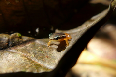 Silverstoneia flotator