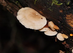 Clitocybe semiocculta