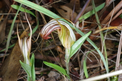 Pterostylis truncata