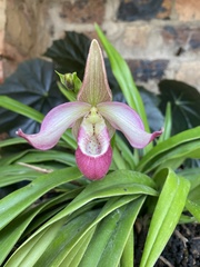Phragmipedium