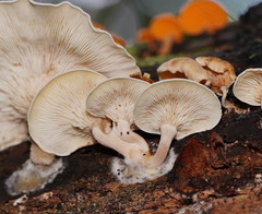 Clitocybe semiocculta