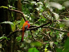 Harpactes whiteheadi