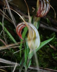 Pterostylis truncata