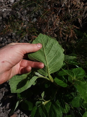 Trymalium odoratissimum