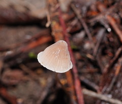 Mycena austrofilopes