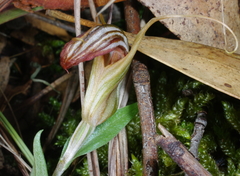 Pterostylis truncata