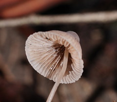 Mycena austrofilopes