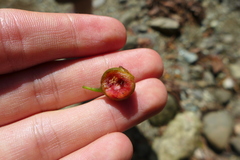 Mouriri gleasoniana