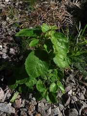 Trymalium odoratissimum