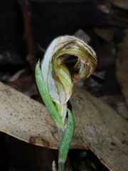 Pterostylis truncata