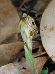 Pterostylis truncata