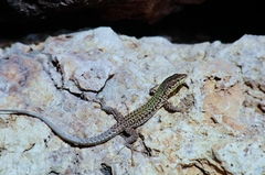 Podarcis filfolensis maltensis