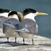 Greater Crested Tern - Photo (c) Bird Explorers, some rights reserved (CC BY-NC)