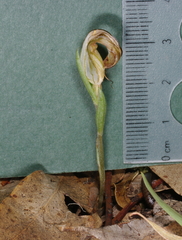 Pterostylis truncata