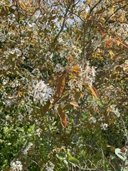 Amelanchier ovalis