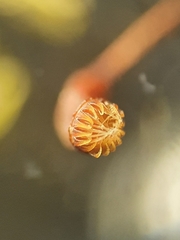 Cirriphyllum crassinervium