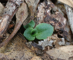 Pterostylis truncata