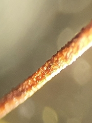 Cirriphyllum crassinervium