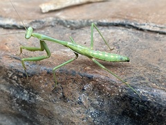Austromantis albomarginata