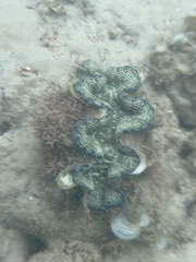 Tridacna