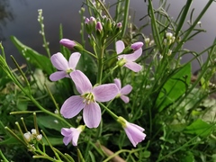Cardamine pratensis