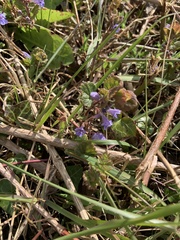 Glechoma hederacea