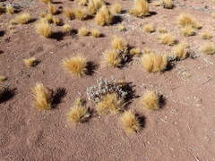 Festuca chrysophylla