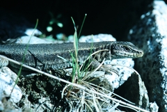 Iberolacerta bonnali