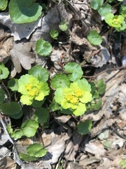Chrysosplenium alternifolium