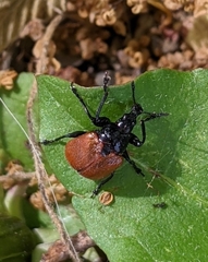 Phialodes rufipennis