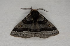Anthela tetraphrica
