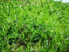 Vicia tenuifolia
