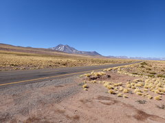 Festuca chrysophylla