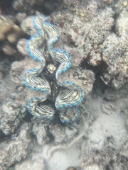 Tridacna