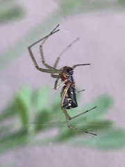 Frontinellina frutetorum