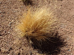 Festuca chrysophylla