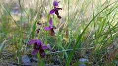 Ophrys bertolonii flavicans