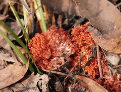 Ramaria australiana