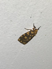 Miltochrista quadrilineata