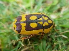 Pachnoda fissipunctum