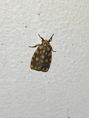 Miltochrista quadrilineata