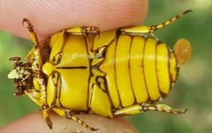 Pachnoda fissipunctum