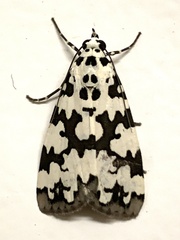 Sommeria culta