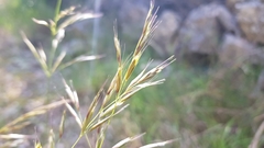 Helictotrichon convolutum